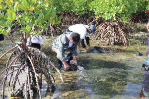 Chelsea Logistics plants mangrove trees