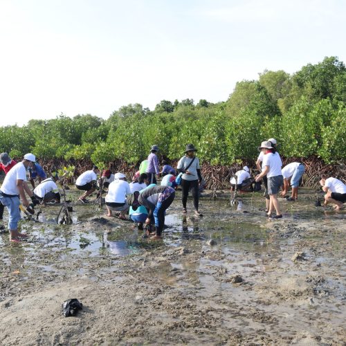 Chelsea Logistics plants 400 mangrove trees